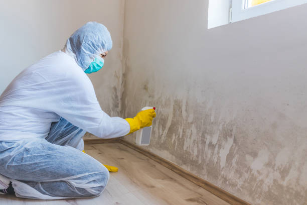 Licensed Black Mold Removal service in Sabillasville, MD - WQB Mold Removal
