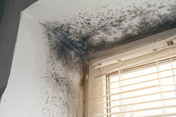 Affordable Black Mold Removal solutions in Sabillasville, MD